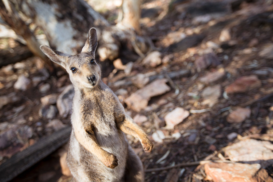Iconic Aussie Traverse (10–23 Days) | Urban Icons, Uluru Sunsets & Whitsunday Sails