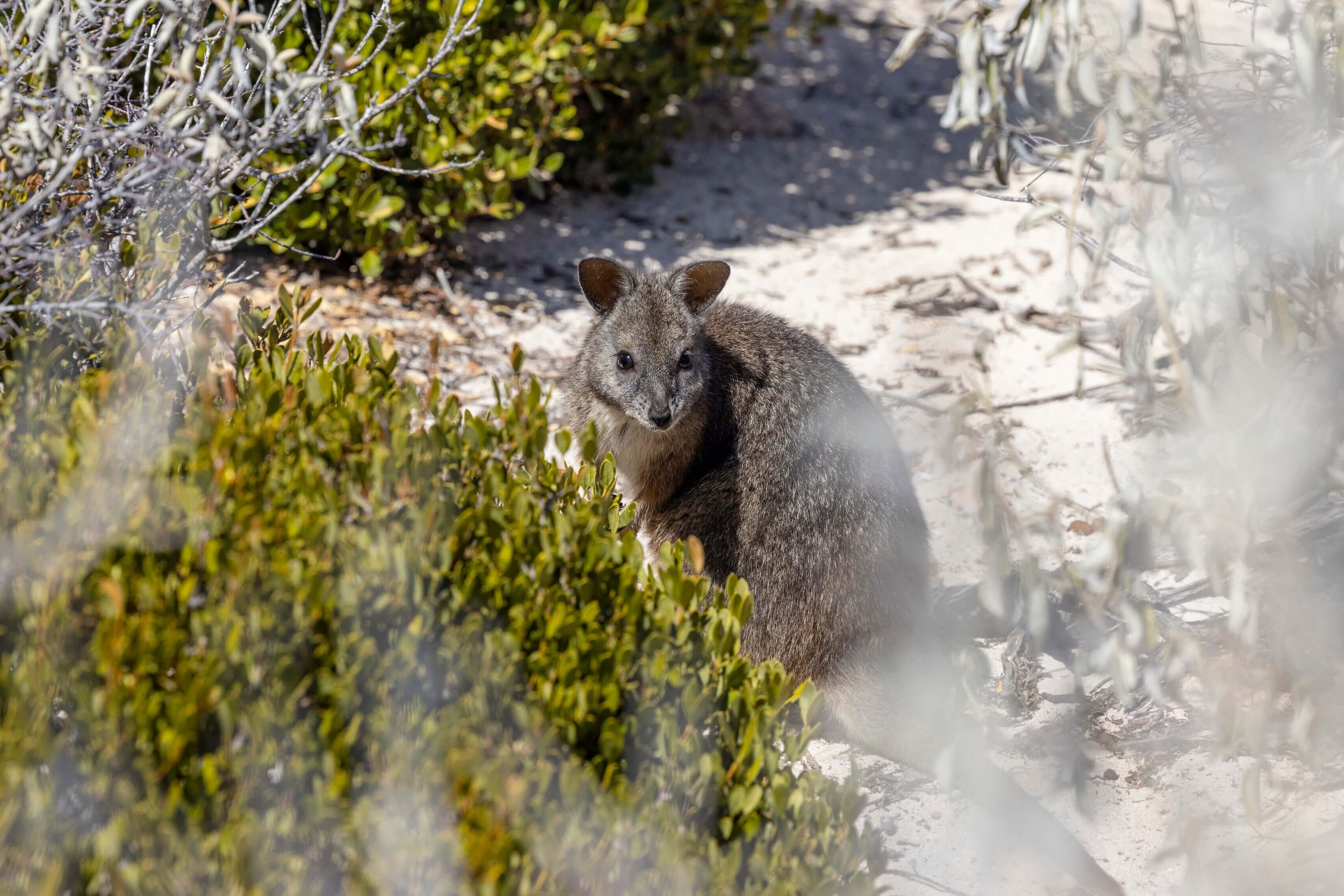 The Ultimate West Coast Road Trip | Perth → Exmouth (One-Way or Return)