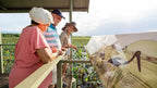 Group reads birdwatching sign on wetland boardwalk on Kakadu Katherine Gorge Tour | 4-Day Comfort Travel. Educational eco-tour experience.