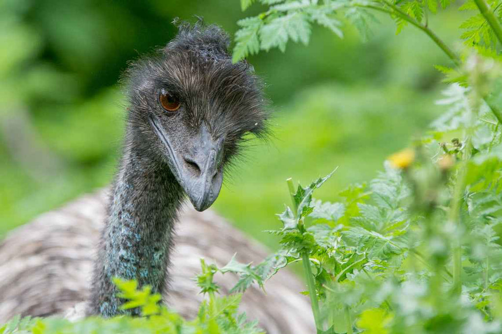 3 Day Great Ocean Road & Grampians Tour from Melbourne