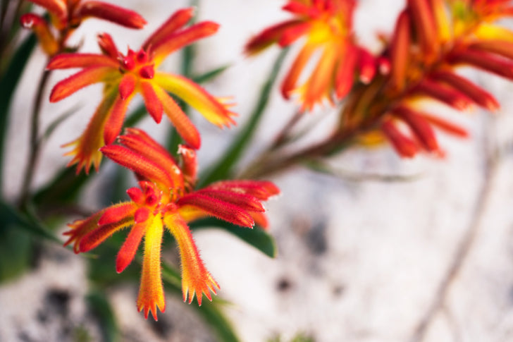 Perth Coral Coast Discovery: Lobster, Lavender & Pinnacles Day Tour