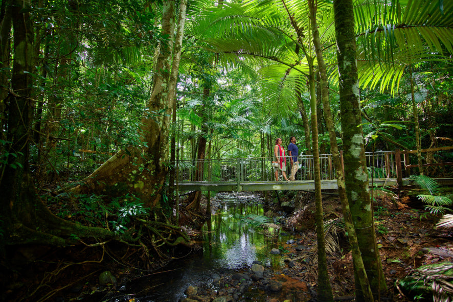 3 Day Daintree Rainforest, Cape Tribulation & Port Douglas Tour from Cairns
