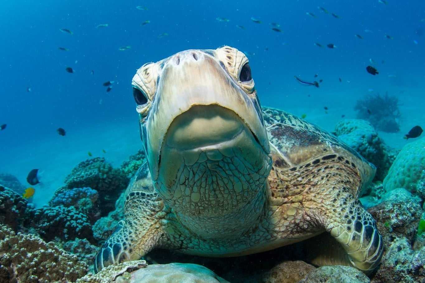 Close-up of sea turtle in Great Barrier Reef, a highlight of the Whitsundays Reef Tour from Brisbane to Cairns. Perfect for snorkelling lovers.