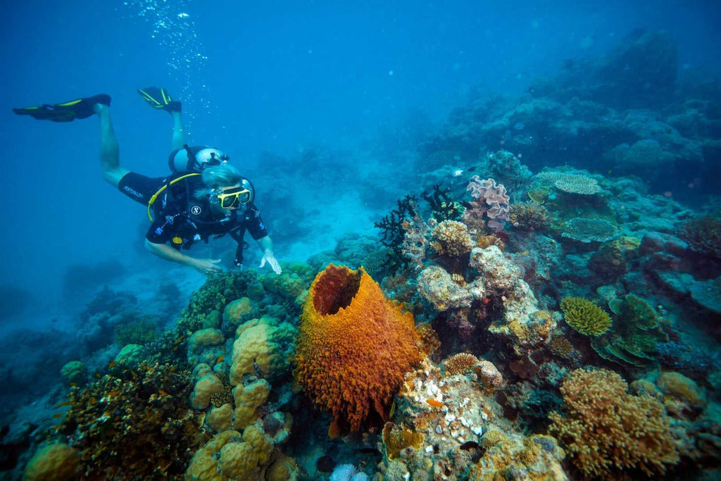 Scuba diver explores vibrant coral reef on Whitsundays Reef Tour. Underwater adventure between Brisbane and Cairns.