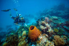 Scuba diver explores vibrant coral reef on Whitsundays Reef Tour. Underwater adventure between Brisbane and Cairns.