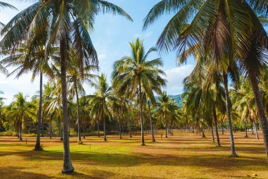 3 Day Daintree Rainforest, Cape Tribulation & Port Douglas Tour from Cairns