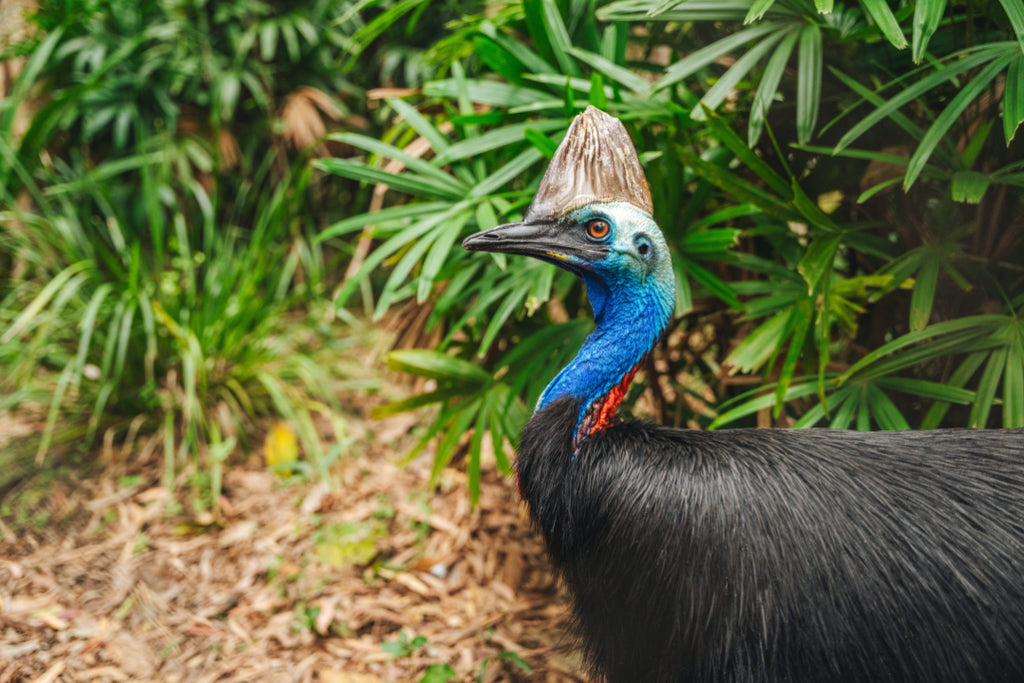3 Day Daintree Rainforest, Cape Tribulation & Port Douglas Tour from Cairns