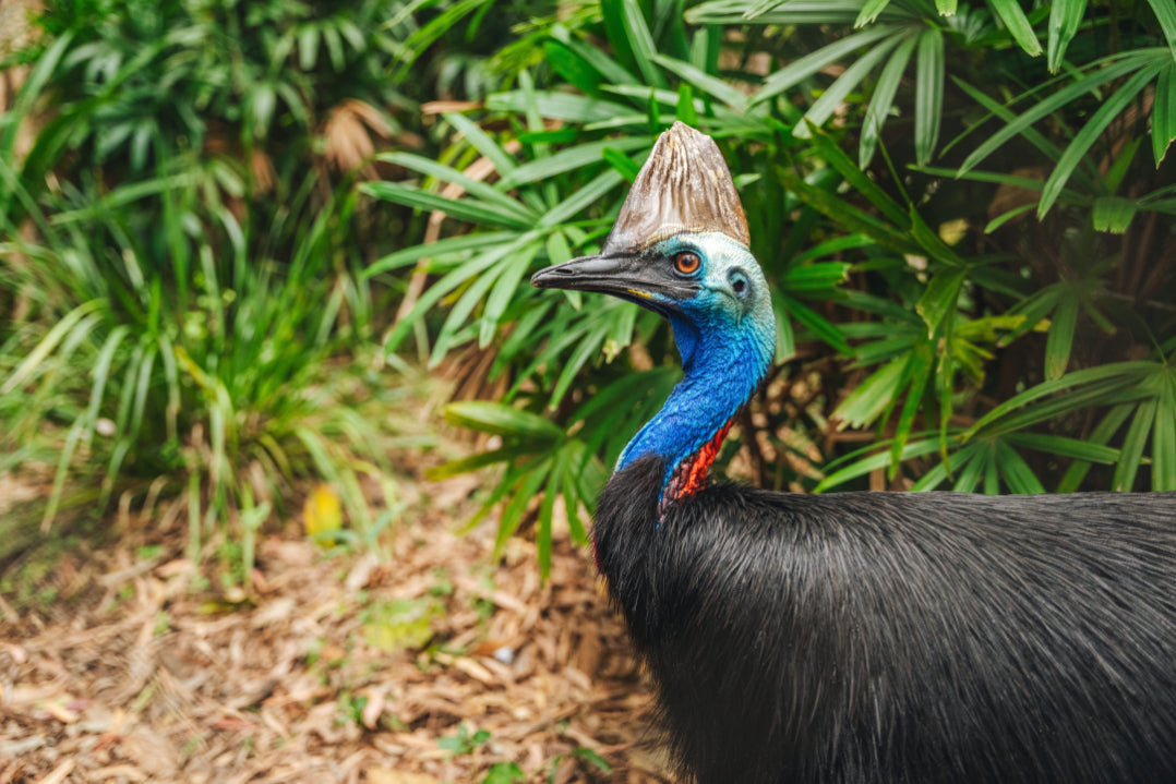 3 Day Daintree Rainforest, Cape Tribulation & Port Douglas Tour from Cairns
