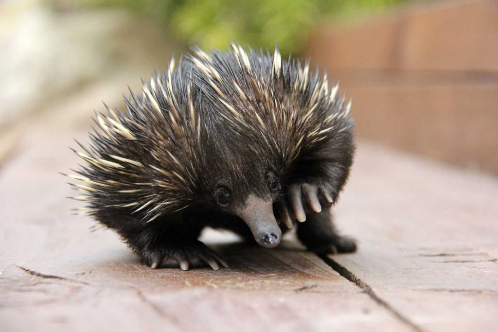 Echidna on wooden path, showcasing unique Australian wildlife on the Whitsundays Reef Tour from Brisbane to Cairns. Nature-focused travel.
