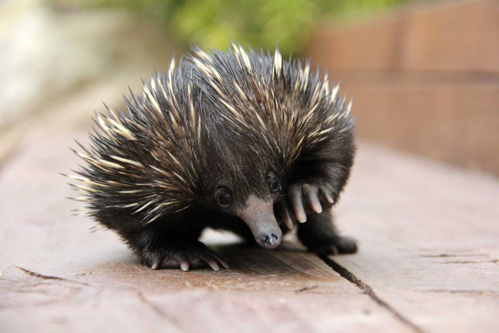 Echidna on wooden path, showcasing unique Australian wildlife on the Whitsundays Reef Tour from Brisbane to Cairns. Nature-focused travel.