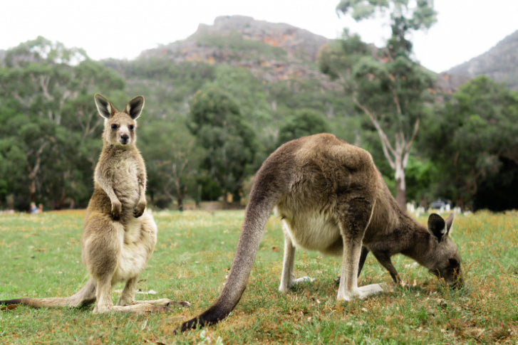 Grampians National Park Day Tour from Melbourne: Wildlife, Waterfalls & Aboriginal Culture Discovery