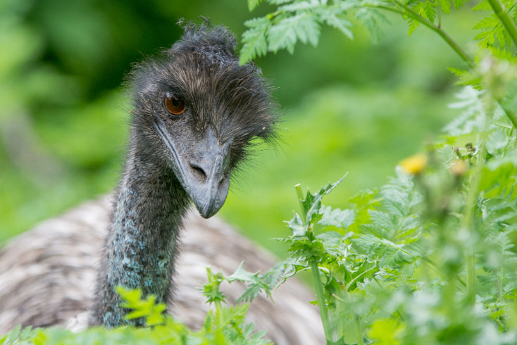 Grampians National Park Day Tour from Melbourne: Wildlife, Waterfalls & Aboriginal Culture Discovery