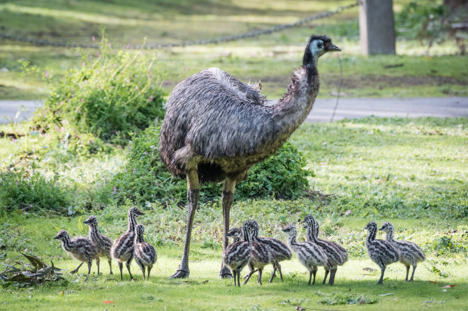 Grampians National Park Day Tour from Melbourne: Wildlife, Waterfalls & Aboriginal Culture Discovery