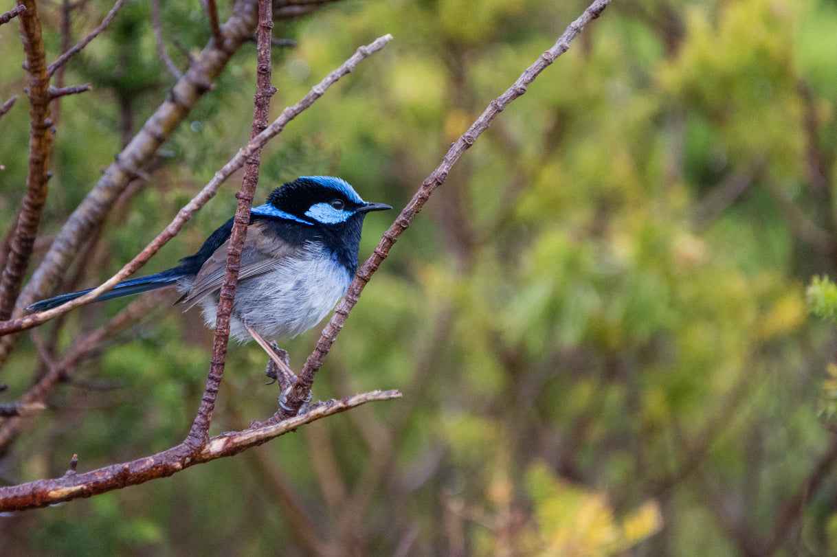 3 Day Great Ocean Road & Grampians Tour from Melbourne