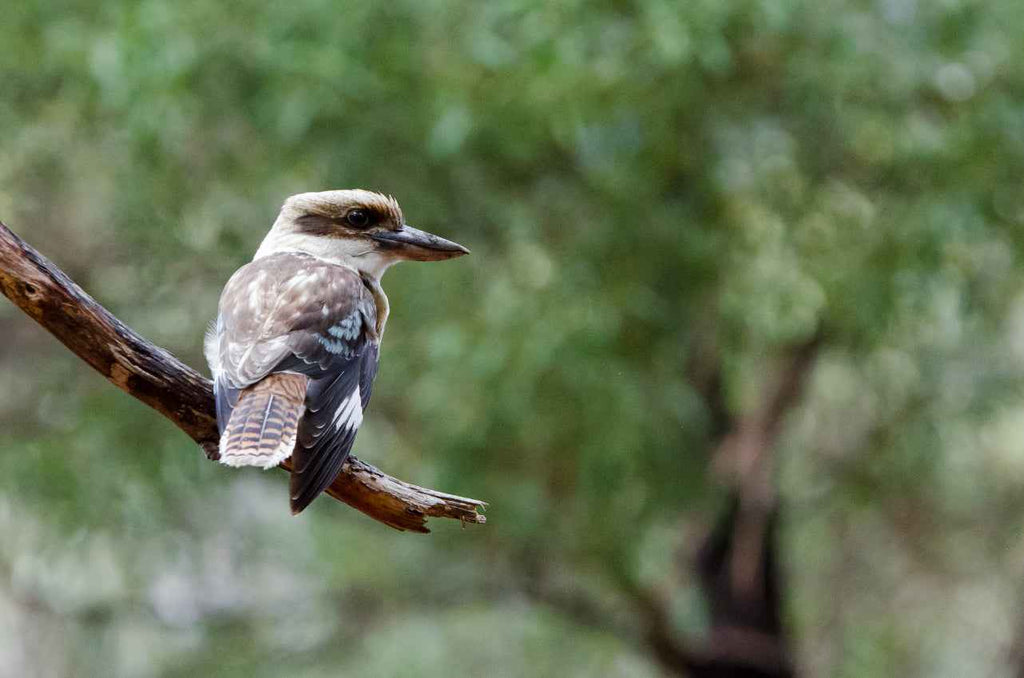 3 Day Great Ocean Road & Grampians Tour from Melbourne