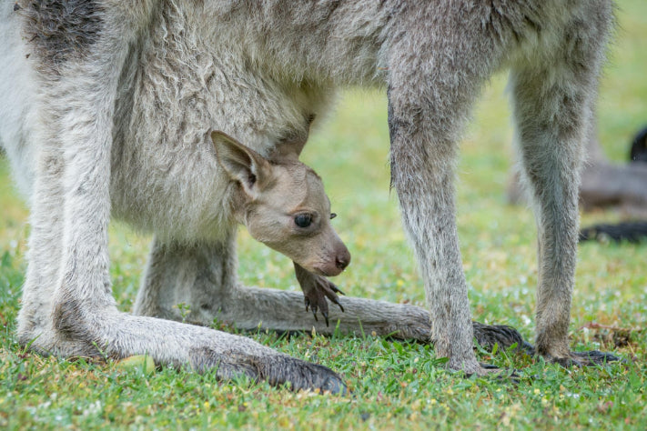 Yarra Valley Wine Tasting & Gourmet Day Tour from Melbourne