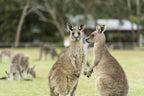 3 Day Melbourne to Adelaide Tour via Great Ocean Road & Grampians