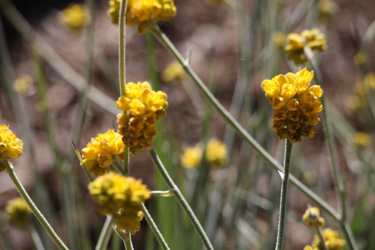 Pinnacles Sunset & Stargazing Eco Day Tour from Perth