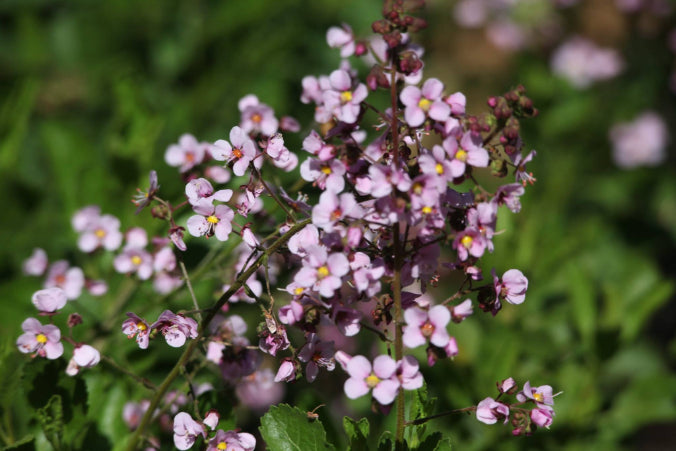 Pinnacles Sunset & Stargazing Eco Day Tour from Perth