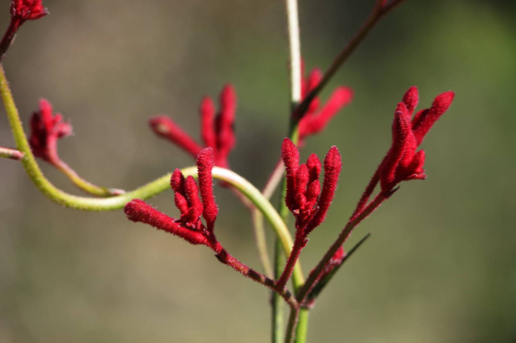 Pinnacles Sunset & Stargazing Eco Day Tour from Perth