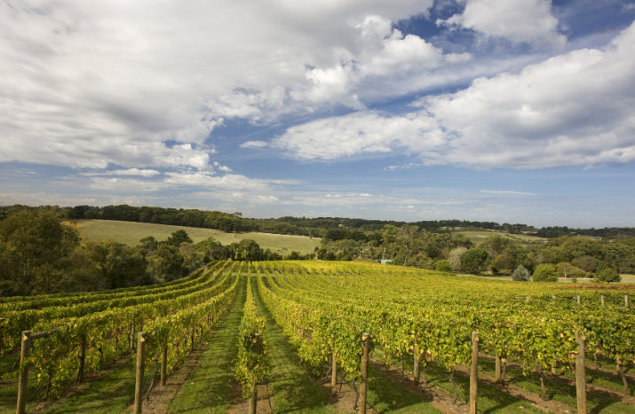 Yarra Valley Wine Tasting & Gourmet Day Tour from Melbourne