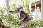 Byron, Noosa & K’gari | Sydney → Brisbane (8 Days of East Coast Essentials)