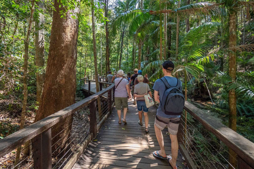 Group walking on rainforest boardwalk in Daintree during East Coast Adventure 14/16-Day Small-Group Tour. Guided eco-tour experience.