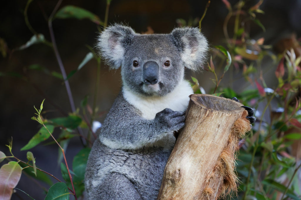 Byron, Noosa & K’gari | Sydney → Brisbane (8 Days of East Coast Essentials)