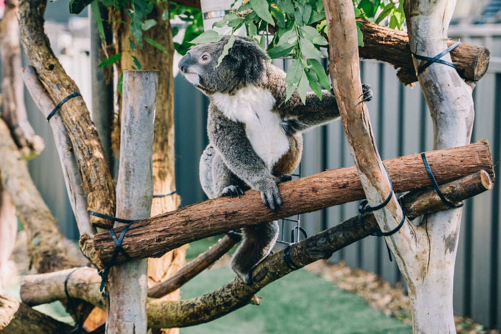 Byron, Noosa & K’gari | Sydney → Brisbane (8 Days of East Coast Essentials)