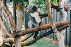 Byron, Noosa & K’gari | Sydney → Brisbane (8 Days of East Coast Essentials)