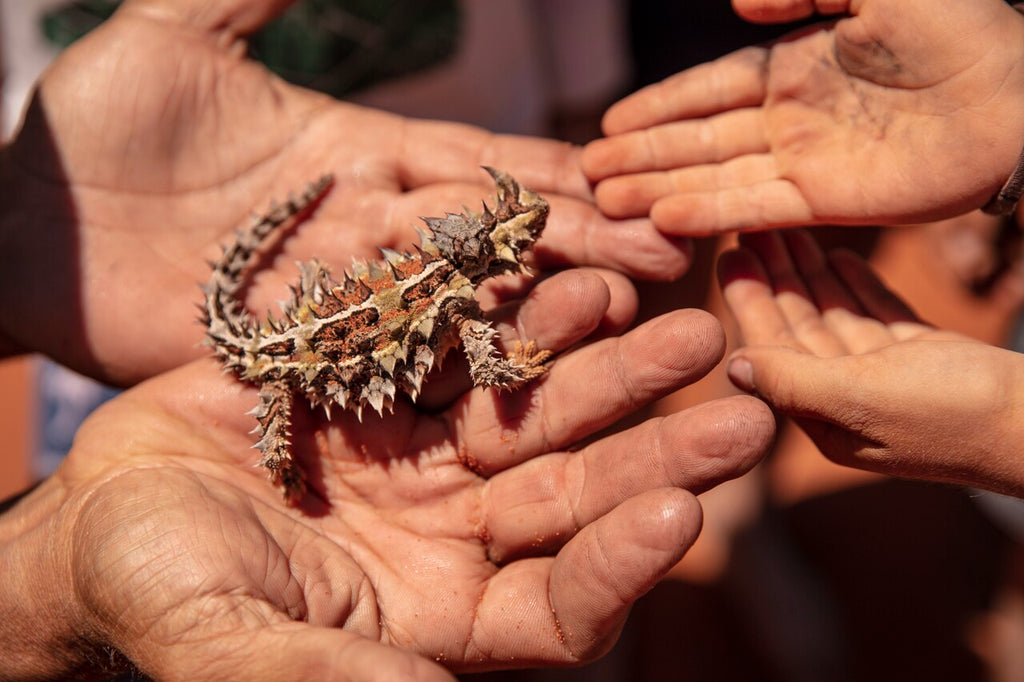 8 Day West Coast Explorer from Perth to Exmouth