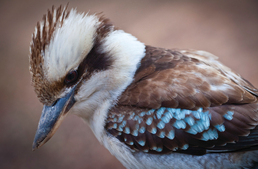 Blue Mountains Sunset Tour from Sydney