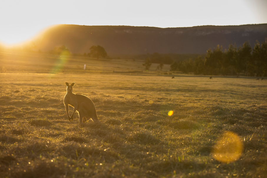 Blue Mountains Sunset Tour from Sydney