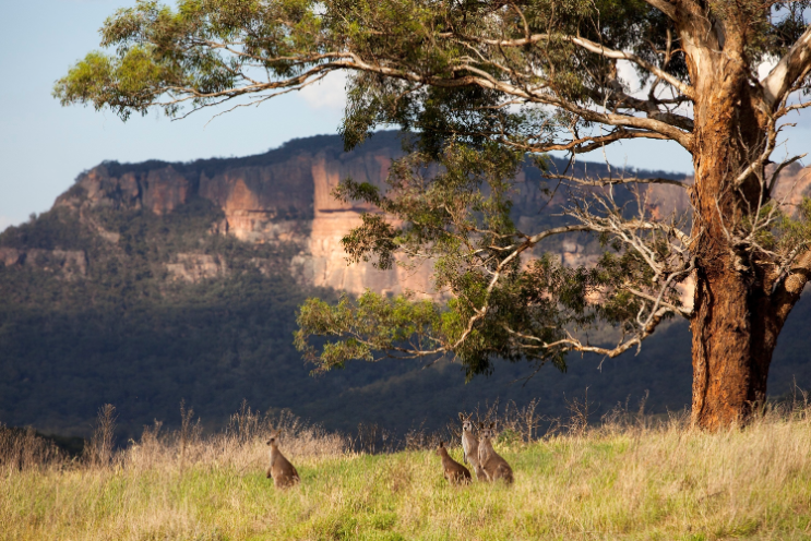 Blue Mountains Sunset Tour from Sydney