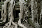 Tree roots engulf ancient temple walls in Cambodia, a highlight of the Angkor to Islands 16-Day Tour - Khmer Culture to Thai Coasts.