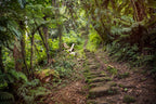 Colombia Uncovered | Coffee, Coasts & The Lost City — 14 or 22 Days