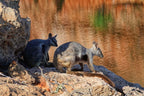 Two wallabies basking on rocky terrain near a tranquil water source, embodying the wildlife of Western Australia's natural landscapes.