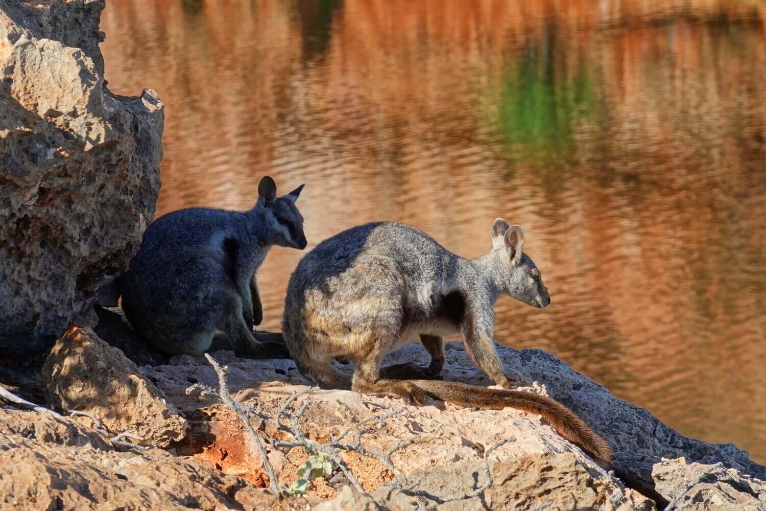 Two wallabies basking on rocky terrain near a tranquil water source, embodying the wildlife of Western Australia's natural landscapes.