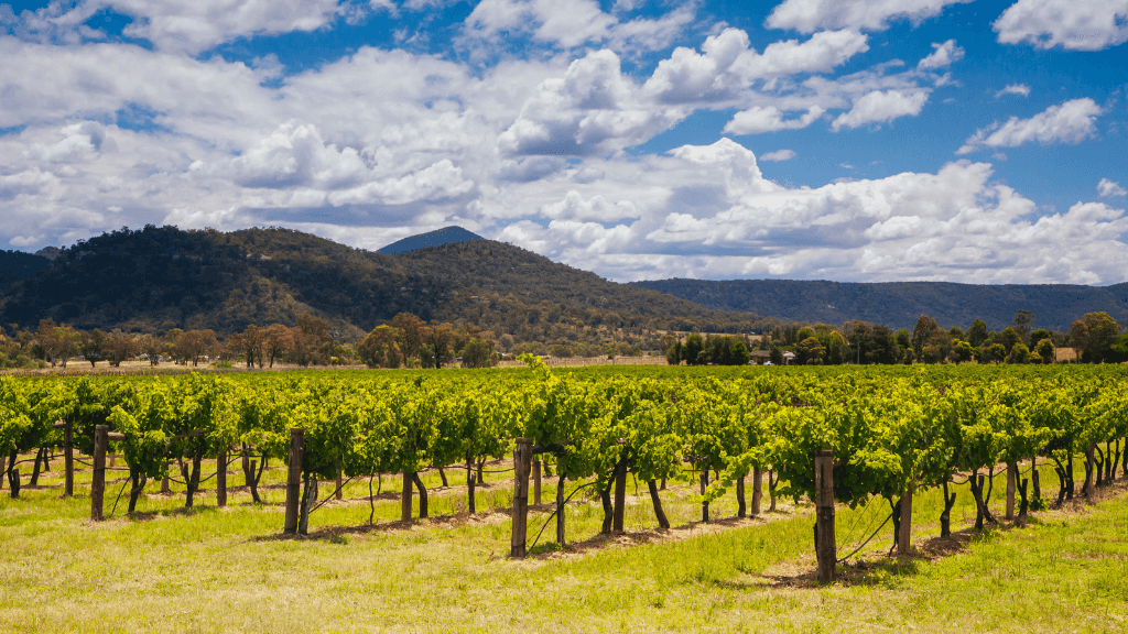 Vineyard in Hunter Valley visited on East Coast Adventure 14/16-Day Small-Group Tour. Wine tasting and scenic countryside experience.