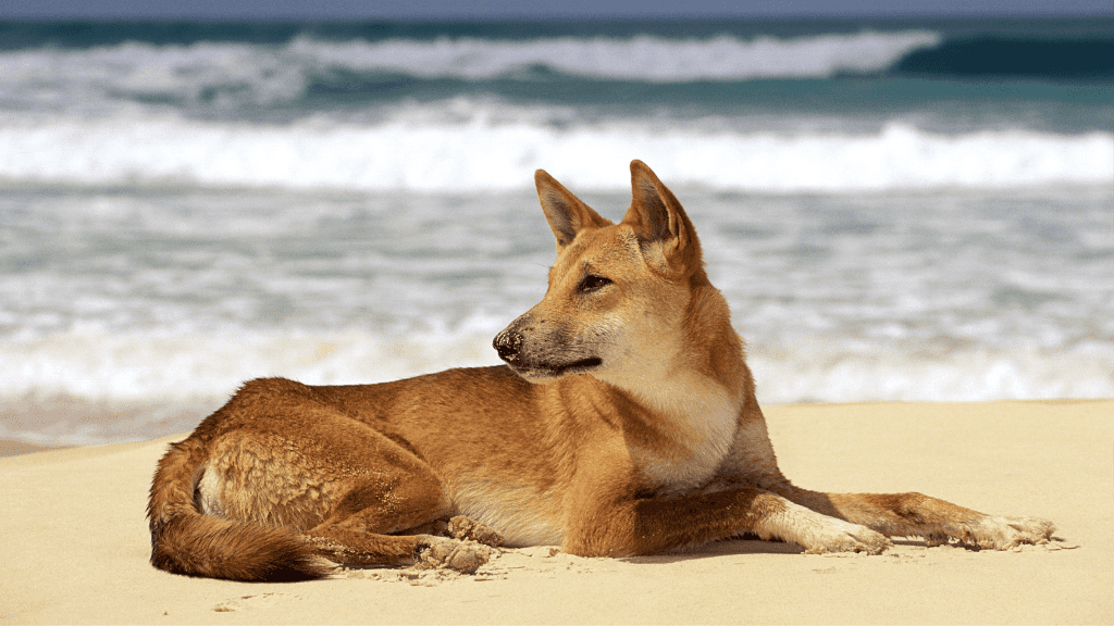 Wild dingo resting on K'gari beach during East Coast Adventure 14/16-Day Small-Group Tour. Wildlife encounter in natural habitat.