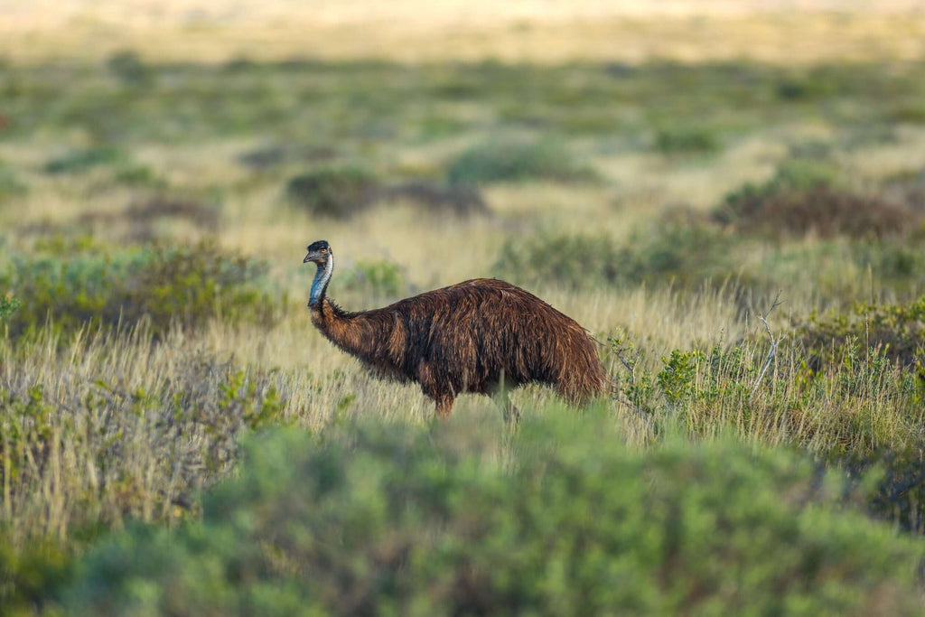 Emu walking through grasslands in Western Australia during West Coast Road Trip. Wildlife spotting experience on outdoor adventure.