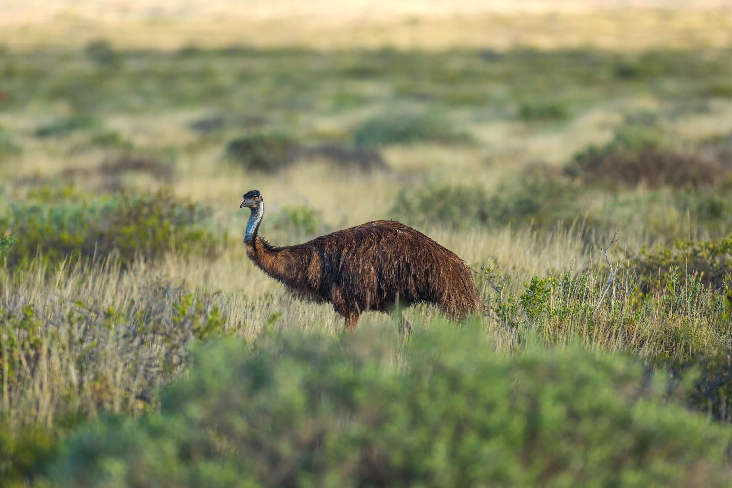 Emu walking through grasslands in Western Australia during West Coast Road Trip. Wildlife spotting experience on outdoor adventure.