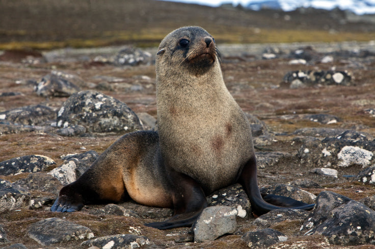 Edge of the Earth: Antarctica by Expedition Ship | 11-Days Ushuaia Roundtrip