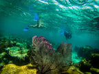 Rainforest Paths to Marine Gardens | 9-Days from Belize City → Caye Caulker