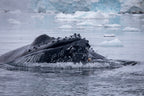 Edge of the Earth: Antarctica by Expedition Ship | 11-Days Ushuaia Roundtrip