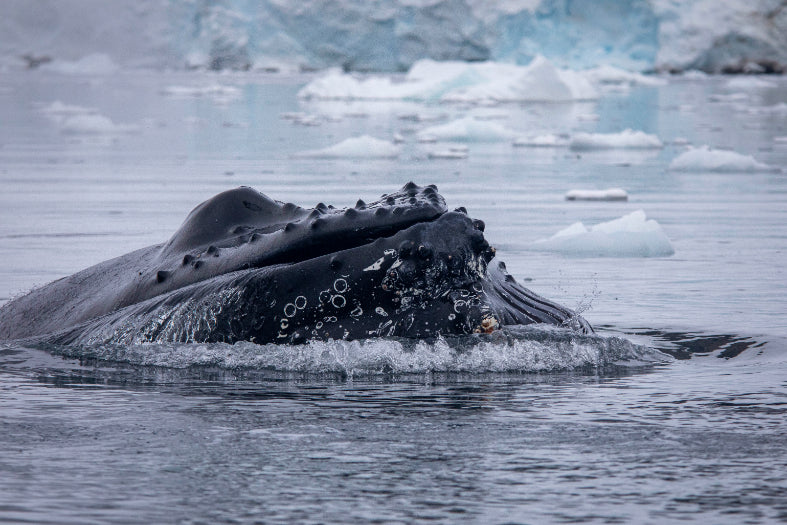Edge of the Earth: Antarctica by Expedition Ship | 11-Days Ushuaia Roundtrip