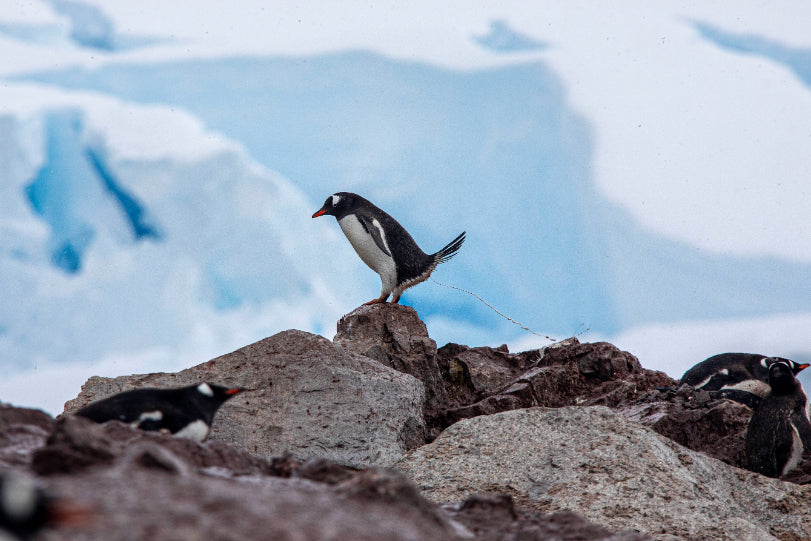 Edge of the Earth: Antarctica by Expedition Ship | 11-Days Ushuaia Roundtrip