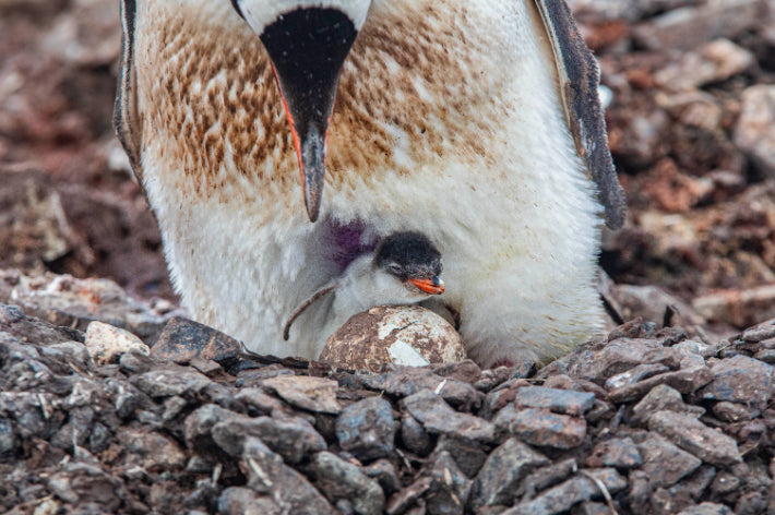 Edge of the Earth: Antarctica by Expedition Ship | 11-Days Ushuaia Roundtrip