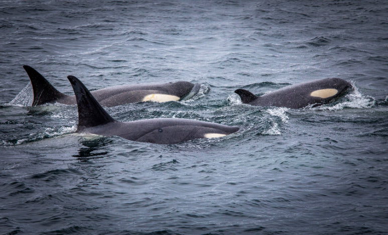 Edge of the Earth: Antarctica by Expedition Ship | 11-Days Ushuaia Roundtrip