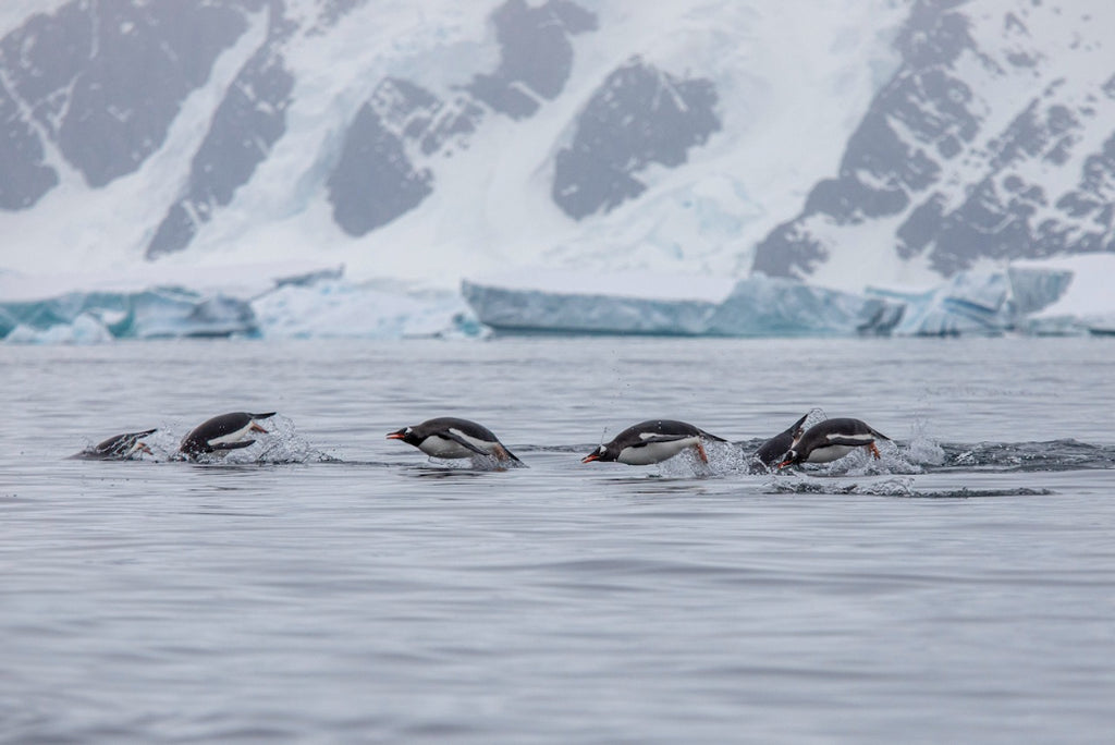 Edge of the Earth: Antarctica by Expedition Ship | 11-Days Ushuaia Roundtrip